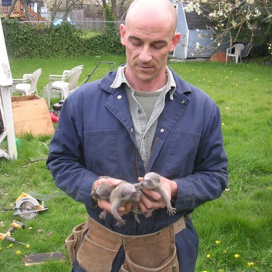 Jeff holding raccoon kits removed from under a deck